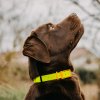 HP&G Hundehalsband 19mm Gelb Versandkostenfrei 510861