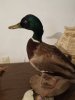 Erpel Stockente Präparat aus Nachlass