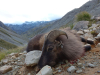 Gebirgsjagd in Neuseeland - auf Tahr, Gams, Hirsch