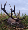 JAGD IN RUMÄNIEN auf Hirsch, Schaufler, Bock, Sauen & Co.