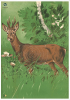 1 Stück - DJV Scheibe Nr. 1 REHBOCK 100m (86x122cm) Jagdkurs, Jägerprüfung, Wildscheibe, Zielscheibe
