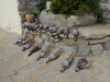 Buschierjagd auf Rothühner in Spanien