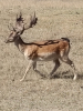 Damhirsch Damwild Abschuss