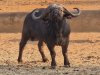 7 Tage Büffelsafari in Südafrika