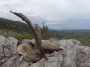 Steinbockjagd in Spanien - Beceite-Steinbock