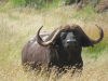 Jagd-Safari in SA inkl. Professional Hunters