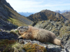 Murmeltierjagd in Osttirol 2027
