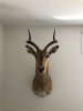 Eleganter Impala (Schwarzfersenantilope) Schultermontage – Top Afrika Trophäe (ca. 13 Jahre)