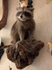 Waschbär Präperat