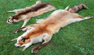 Fuchsbalg Waschbärbalg