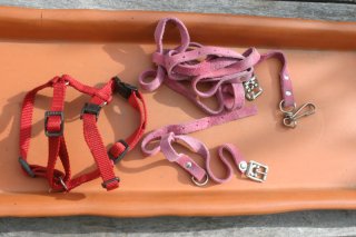 Für kleinen Hund Geschirr Halsband und Leine