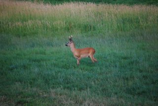 Last Minute Bockjagd in Mecklenburg Vorpommern inkl. Unterkunft