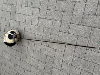 Korbschläger Rapire alt Studentika