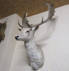 Weisser Damhirsch Kopf Schulter Präparat