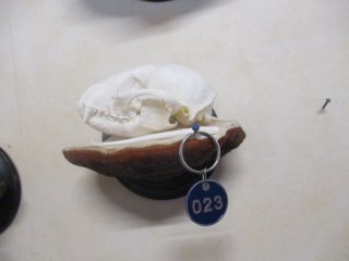 Wachbär Schädel auf Baumpilz ( 24 )