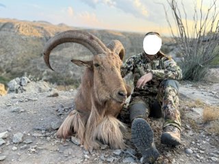Kombo-Jagd auf Auodad und Pekari-Jagd in Texas!