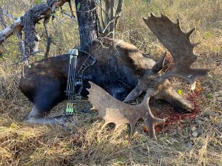 Für Bogen- & Gewehrjäger: Jagd auf Elche auf Farmland in Alberta