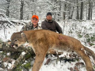 Puma-Jagd in Montana/USA