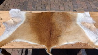1 x Moorantilope (Backskin) zu verkaufen (neu)