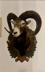 Trägepräparat - Muffelwidder
