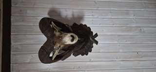 Mufflon Kopf mit Hals