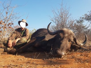 Büffel-Kombijagd auf Büffel-Bulle & Büffel-Kuh im Limpopo Valley Game Reserve