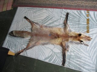 Fuchs Fell gegerbt ( 25 )