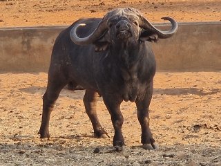 7 Tage Büffelsafari in Südafrika