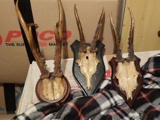 3x Rehgeweihe Trophäen auf Schild