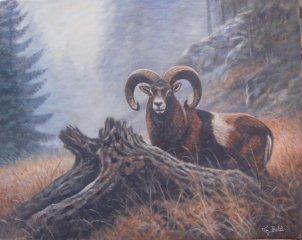 Jagdgemälde "MUFFLON" - Tier-und Jagdmaler - Thomas Bold