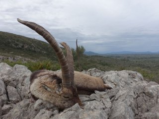 Steinbockjagd in Spanien - Beceite-Steinbock