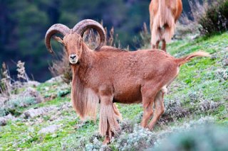 Jagd auf Mähnenspringer in Spanien