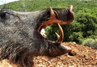 JAGD AUF KAPITALE KEILER TÜRKEI 2026