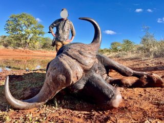 Büffel (Bulle) im Bushveld im Limpopo Valley Game Reserve waidwerken