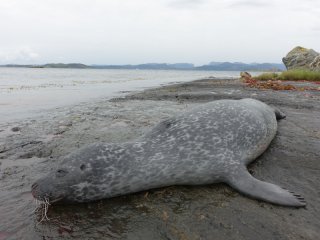 Robbenjagd in Norwegen
