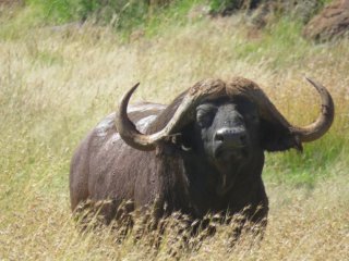 Jagd-Safari in SA inkl. Professional Hunters