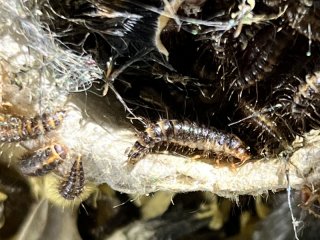 Dermestes macelatus Dornspeckkäfer Zuchtansatz Präparation