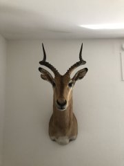 Eleganter Impala (Schwarzfersenantilope) Schultermontage – Top Afrika Trophäe (ca. 13 Jahre)