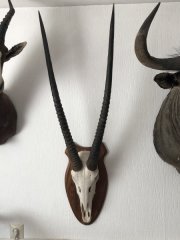 Kapitales Oryx Gehörn auf Holzschild – Afrikanische Spießbock Trophäe / Geweih